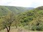 jašterica múrová (21.5.2014)
